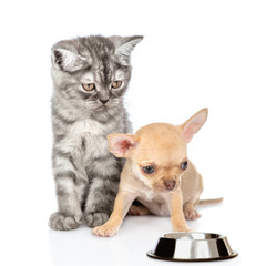 Cat and dog with empty bowl. isolated on white background