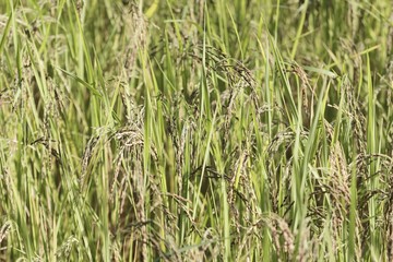 Spikes of rice in field