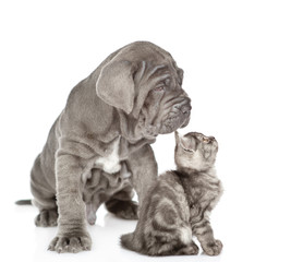Fototapeta premium Neapolitan mastiff puppy and gray kitten sitting in profile. isolated on white background