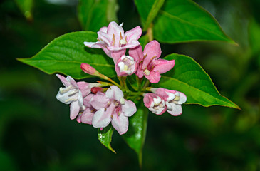 Obraz na płótnie Canvas Pink bunch Lilies flowers, green bush, close up