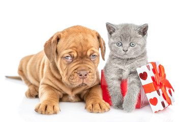 Mastiff puppy with kitten inside gift box. isolated on white background