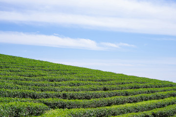 A beautiful landscape at tea plantation.