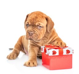 Mastiff puppy with gift box. isolated on white background
