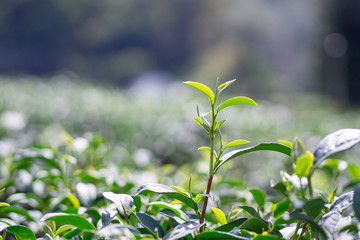 Close-up of green tea leaves in tea plantation.