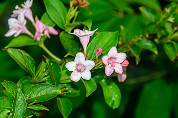 Pink bunch Lilies flowers, green bush, close up