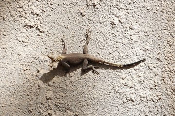 Rock Agama (Agama agama) on a wall