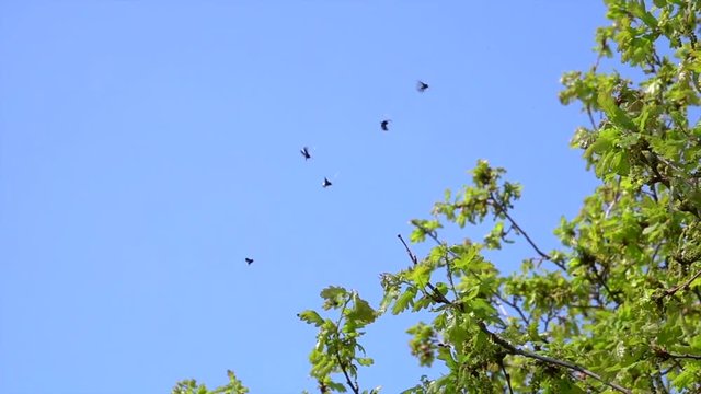 Langhornmotte (Adela reaumurella)