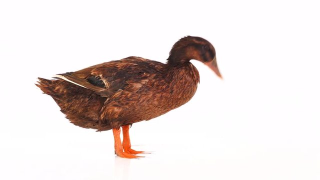 brown duck in water on white screen