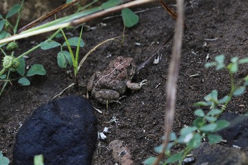 Brown frog (perhabs Phrynobatrachus natalensis) in Ethiopia.