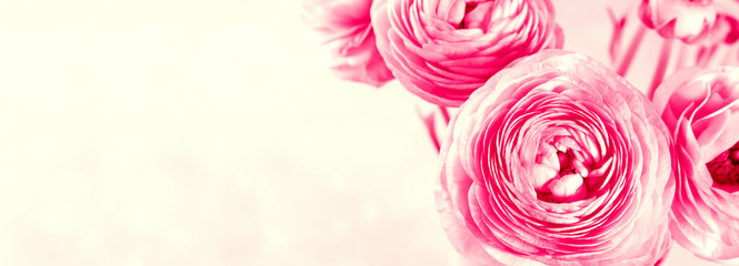 Beautiful vibrant pink ranunculus closeup.