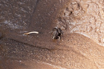 Brown frog (perhabs Phrynobatrachus natalensis) in Ethiopia.
