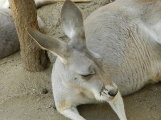 Close up of an Australian Kangaroo