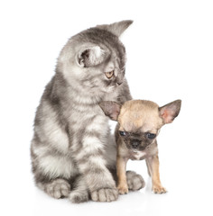 Obraz premium Young cat with tiny chihuahua puppy. Isolated on white background
