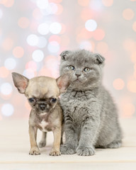 Gray kittena with chihuahua puppy on festive holidays background looking at camera