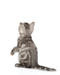 Playful scottish tabby kitten in back view looking up. isolated on white background