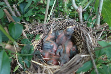 Vogelnest Amsel