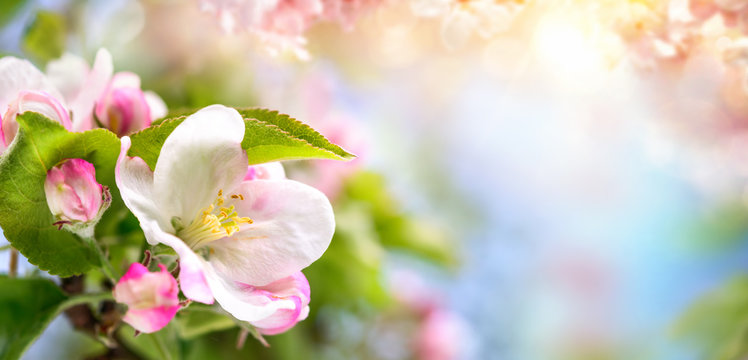 Spring blossoms background in beautiful colors