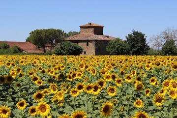 rudere con girasoli