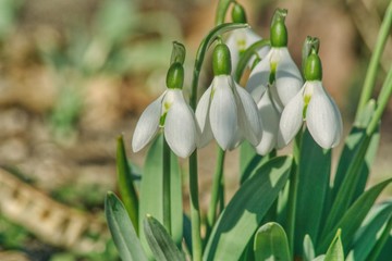 a blooming bouquet of snowdrops in full sun heralds the arrival of spring