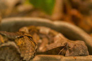python on stone portrait