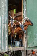 goats in caravan