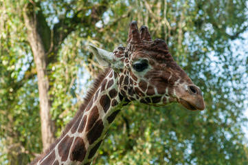 giraffe portrait
