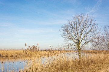 Fototapeta premium Wonderful Dutch landscape with ditch surrounded bij cane and a lonely bare tree, waiting for growth and summer to come. Beautiful yellow and blue colors catching bright and clear sunlight.