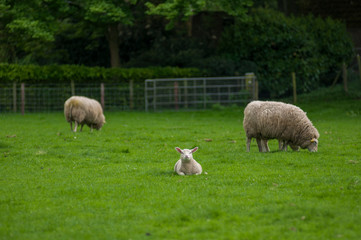 sheep on green field