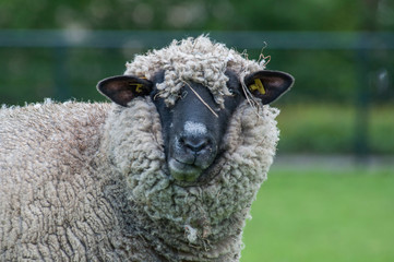 sheep on green field