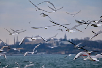 Istanbul Bosphorus