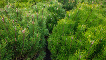Brightly green prickly branches of a fir or pine. Young tree closeup