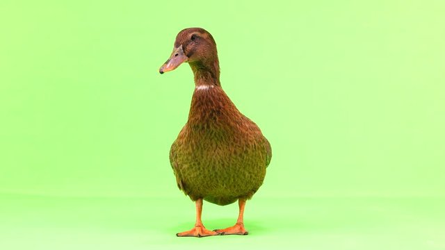 brown duck walks on green screen