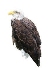 American bald eagle, Haliaeetus leucocephalus, isolated on white background