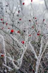 Winter and red