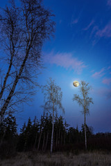 Mond nachts über Birken