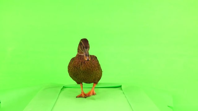 brown duck walks on a treadmill on a green screen