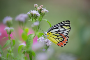 Beautiful Indian Jezebel Butterfly sitting on the flower plant in its natural habitat