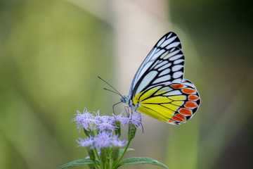 Beautiful Indian Jezebel Butterfly sitting on the flower plant in its natural habitat