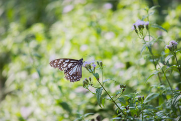 Beautiful blue spotted butterfly sitting on the flower plant in its natural habitat