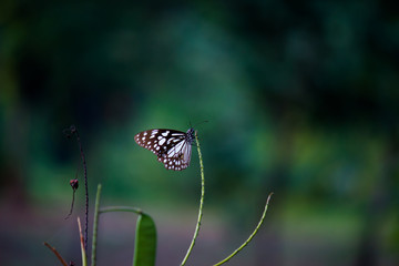 Beautiful blue spotted butterfly sitting on the flower plant in its natural habitat