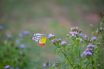 Beautiful Indian Jezebel Butterfly sitting on the flower plant in its natural habitat