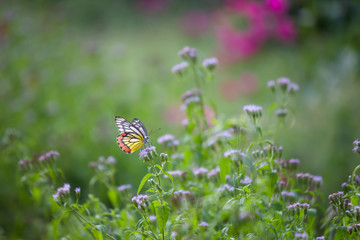 Beautiful Indian Jezebel Butterfly sitting on the flower plant in its natural habitat