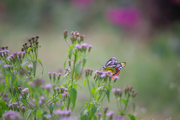 Beautiful Indian Jezebel Butterfly sitting on the flower plant in its natural habitat