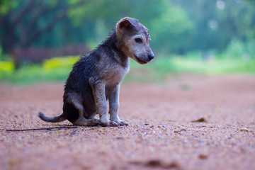 Obraz premium A cute little puppy posing itself in the park very calmly and looking straight in to the camera, with a soft blurry green background