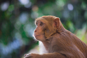 Fototapeta premium The Rhesus Macaque Monkey in its natural habitat