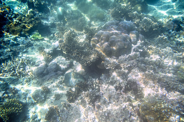 Fototapeta na wymiar Snorkeling exploring underwater view - beautiful underwater antler carol reef on the seabed, close up