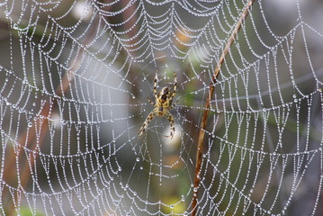 Kreuzspinne