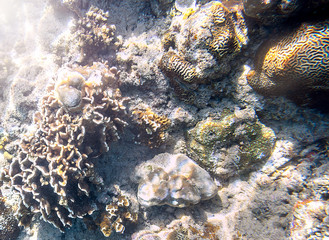 Snorkeling exploring underwater view - beautiful underwater antler carol reef on the seabed, close...