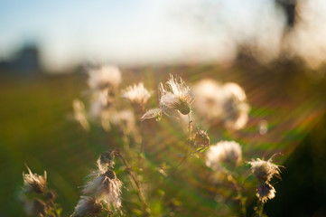 Obraz premium plants dry out