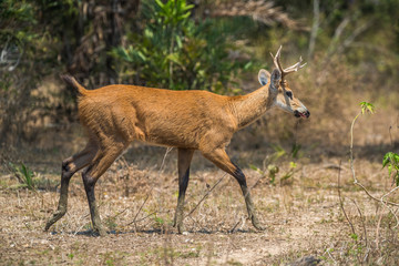 Marsh deer, Blastocerus dichotomus, in pantanal environment, Brazil